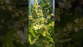 Flower longant shots agriculture fruit longan [upl. by Shanly]