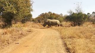 White Rhino [upl. by Beach]