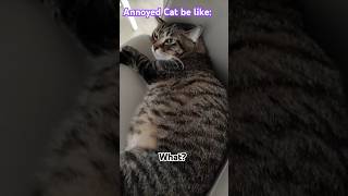 Annoyed Cat be like meme [upl. by Aehta549]