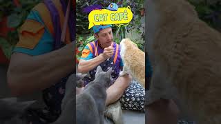 Visitamos el Cat Cafe Parte 2 🐈☕en Buenos Aires shorts [upl. by Weber]