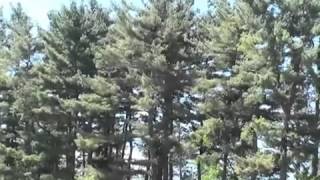 How to Identify Pine Trees [upl. by Ehcrop]