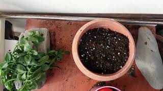 Planting Aptenia cordifolia cuttings [upl. by Ised812]