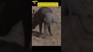 These Animals got Drunk from eating Marula fruit 😅 shorts [upl. by Purpura]