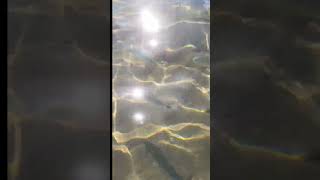 SPANISH FISH AROUND MY FEET IN 2FT OF WATER fyp viral youtube fishing shorts [upl. by Bixler]