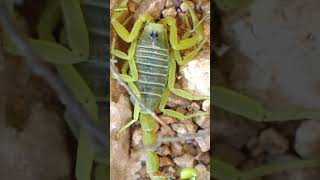 Deathstalker Scorpion facts informative comedyfilms animals funny tukkaprograme [upl. by Ginsberg]