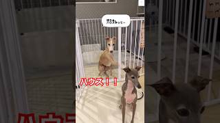 ハウスして欲しい犬の行動が面白すぎる‼️ 犬 イタグレ かわいい犬 おもしろ 面白い [upl. by Ebneter]