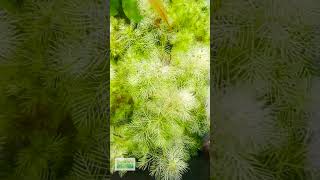 Myriophyllum Matogrossense Green Aquarium Plant For Sale [upl. by Tory]