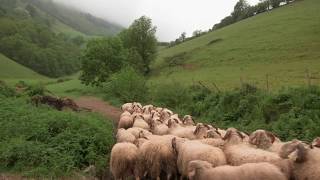 Traditional Shepherd’s cheeses of the Pyrenees Cheese Slices Preview Season 8 [upl. by Ahswat58]