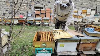 subat ayında neler yapıyoruzarıcılık beekeeping bee [upl. by Nylcaj715]