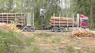 SCANIA V8 R730 timber truck loading [upl. by Halla]