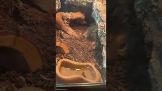 Baby African Fire Skink In Its New Digs Whats Your Verdict [upl. by Adhern]