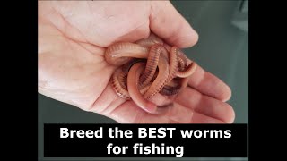 Breed the BEST worms for fishing  European Night Crawlers [upl. by Enilraep]