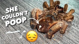 My RAREST tarantula DIED of IMPACTION [upl. by Merilee]