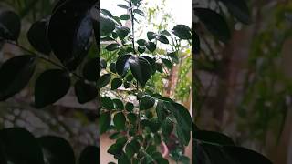 Madhu Kamini plantfloweringplant houseplants sorts 🌱🪴🙏 [upl. by Annai]