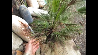 Chamaerops humilis palm recovering from fire damage [upl. by Ydnat]