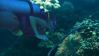 Divers Encounter Highly Venomous Sea Snakes yellowlipped sea krait Laticauda colubrina [upl. by Celesta]