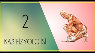 FİZYOLOJİ DERS NOTLARI 2PART 2 Enerji sistemlerikasılma çeşitleri [upl. by Edson85]