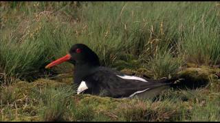 Ostfriesland Wattenmeer HD [upl. by Pride]