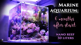 Marine aquarium nano reef 30 liters 6 months after start Relax music video [upl. by Aklog]