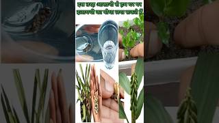 How To Grow Elaichi Plant At Home In Hindi  Elaichi Plant Care  इलायची के प्लांट को आसानी से Grow [upl. by Lupita]