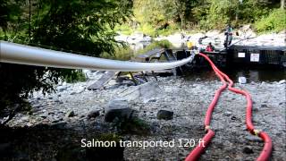 Whooshh  Washougal 120 ft Fish Transport System [upl. by Akcinahs280]