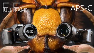 APSC Sensor vs FULL FRAME  Is it worth UPGRADING [upl. by Eignav146]