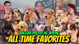 BABA NG PRESYO NG CORGI NGAYON  GROTTO PET MARKET UPDATE  SEPTEMBER 22 2024 [upl. by Viviyan]