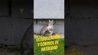 Esterilización y control de natalidad en gatos callejeros [upl. by Nauq]