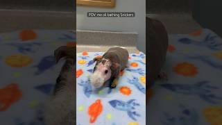 POV me oil bathing my hairless Guinea pig [upl. by Lalla]