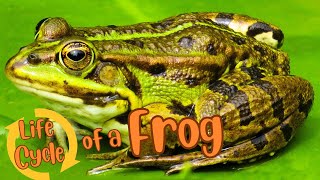 From Eggs to Legs The Amazing Evolution of a Frog [upl. by Bolan86]