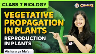 Vegetative Propagation in Plants  Reproduction in Plants  Class 7 CBSE [upl. by Arela404]