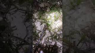 Shortvideo fishing life BuhayProbinsya sariwa enjoy your followers viewer YouTube [upl. by Aina13]