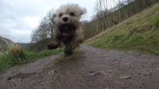 GoPro Dandie Dinmont Terriers exploring Monsal Dale and Trail Derbyshire Peak District [upl. by Eidod]