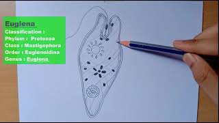 labelled diagram of Euglena  Euglena diagram  Euglena drawing  Euglena drawing outline [upl. by Yuzik89]