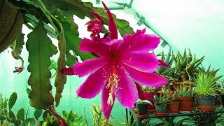 My Epiphyllum pegasus Orchid Cactus in beautiful Bloom [upl. by Jordanna]