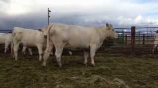 Charolais cows up close and personal [upl. by Asenav]