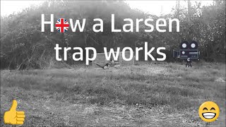 How a Larsen trap works [upl. by Dana]