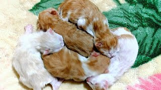 3 Days Newborn Kittens meowing Loudly for Mother Cat  cat giving birth to 5 kittens [upl. by Schou]