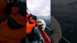 Polar Bear Cub SAVED 😍 PolarBearRescue WildlifeConservation ArcticAnimals [upl. by Yanal894]