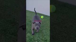 Puppy loves bubbles staffy puppy  beautiful MillieBlueEnglishStaff [upl. by Gnaht609]