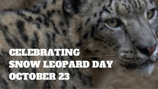 Celebrating Snow Leopard Day  October 23  365festivals  The Genius Tree [upl. by Yrocal]