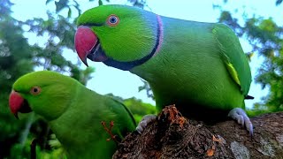 Ringneck parrot talking sound [upl. by Zelle]