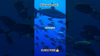 This is why Baby Sharks Kill Each other  animalfacts facts youtubeshorts [upl. by Eeliab]