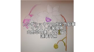 レンゲショウマの水彩色鉛筆イラスト作業風景  山野草の美しさを描く 蓮華升麻 [upl. by Ashman]