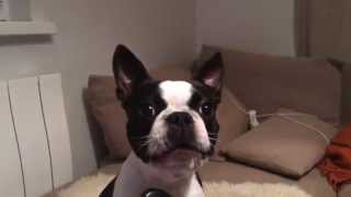 Nala the Boston Terrier howling with the phone [upl. by Havelock]