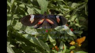 riesige Schmetterlinge im Schmetterlingshaus Insel Mainau Bodensee Butterflies [upl. by Rehtaef706]