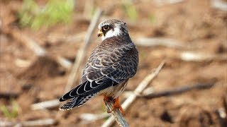 Poštolka rudonohá Falco vespertinusRotfußfalkeRedfooted falcon [upl. by Dulcinea619]