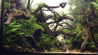 Roots of change  day57  nature aquarium  Lets take a walk hd1080p [upl. by Telrahc74]