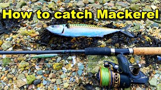 How To Catch MACKEREL Like a Pro on the shore 2024  Catch N Cook DIY fish smoker [upl. by Ezeerb141]