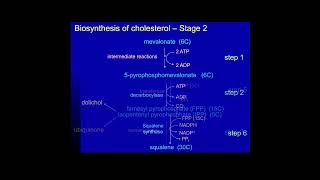 Cholesterol Biosynthesis Metabolism Made Easy [upl. by Rintoul477]